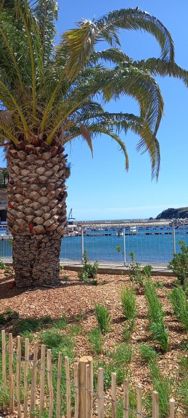 Appart F3 A 150 M De La Plage Avec Parking Prive Cerbère Εξωτερικό φωτογραφία
